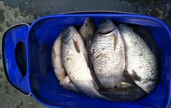 杂食性|水库钓鱼被小鱼闹窝,钓友一怒之下用麦穗鱼钓鲫鱼,谁知竟连杆了