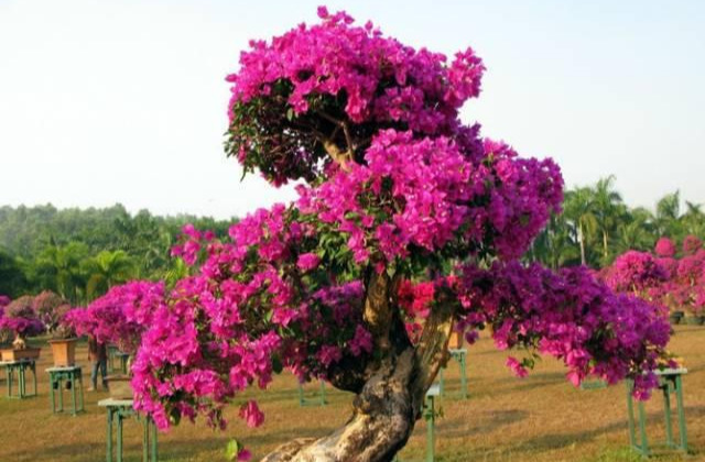 盆景|三角梅养成盆景又美又飒，爬成花墙热情浪漫，爆花成球秘诀在这