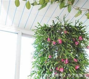 3种“便宜花”这样养一养,一年变“老桩”,开花千朵还“镇宅”
