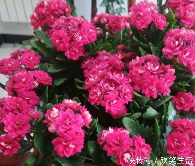 漂亮|4种花美的出奇,不仅花好看,满树都是花朵,漂亮极了