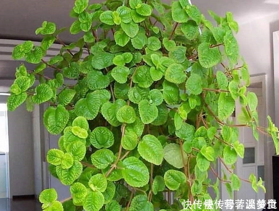 吸毒草|人养花、花也养人！这些花养在家里，干净又卫生