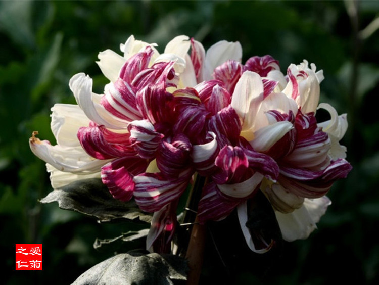 喜欢菊花,不如养盆“菊中珍品”鸳鸯荷,花开似鸳鸯,娇艳欲滴!