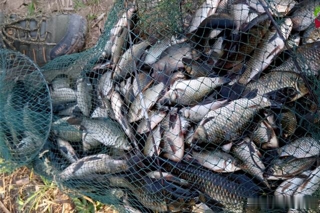 暗草|天气越冷越要找鱼窝，鲫鱼喜欢藏在这些地方，找准位置下钩就上鱼