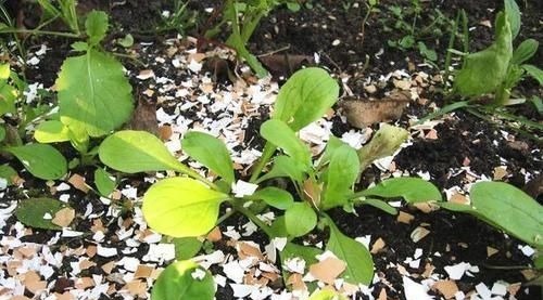 花盆里撒上这两样东西,不生虫不黄叶不烂根,还能疯长爆盆