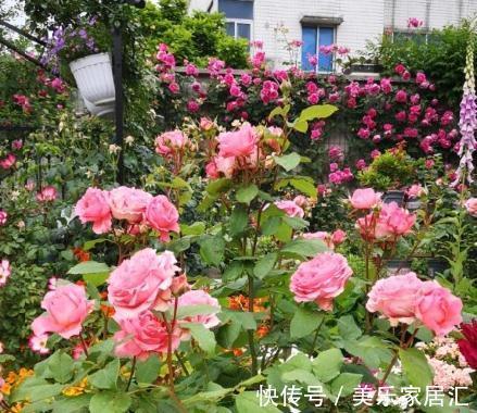 月季盆栽,做好这4步,开花整齐,株型好