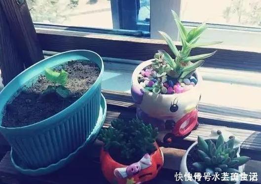 营养价值|居家自制肥:别光盯着淘米水了,用它们做花肥,营养价值更高