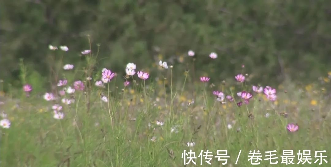 官厅水库|鱼翔浅底，水清岸绿，怀来官厅水库湿地公园让百姓共享生态建设红利