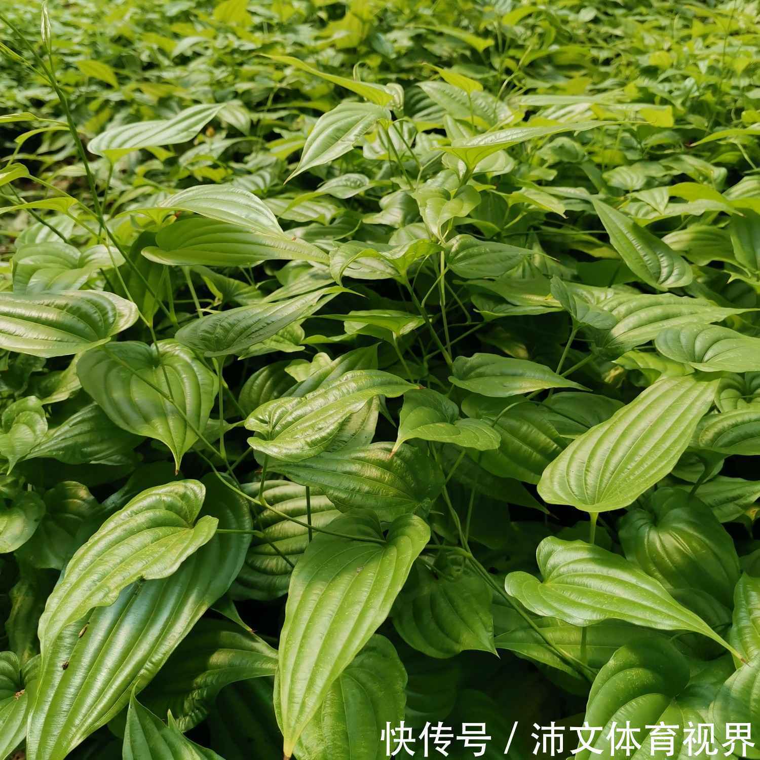 农村常见植物，人称“九重根”，野生价值珍贵，遇见千万要珍惜