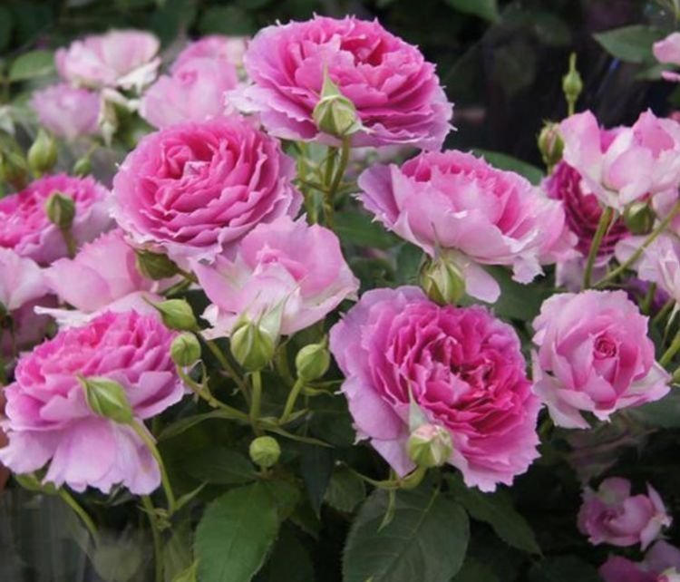 凤仙花|4种花养家里 ,沾土就活,轻松花开爆盆,一养就上瘾!