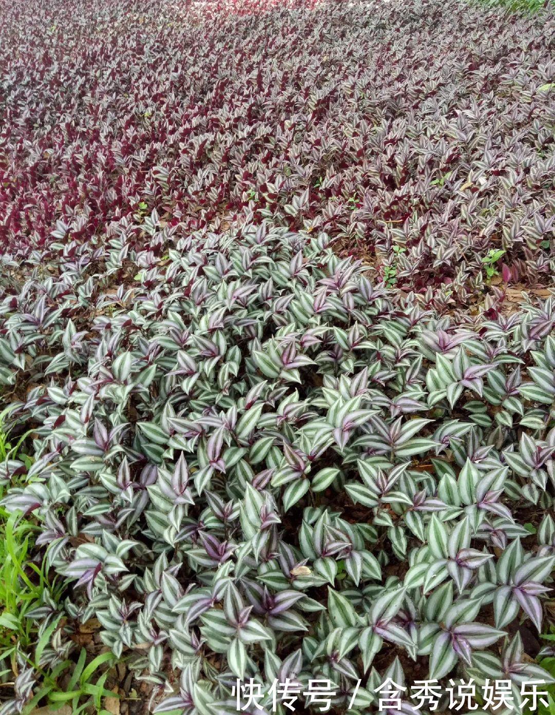 风信子|懒人适合养什么花,浇水少,不挑土,它比人还懒!