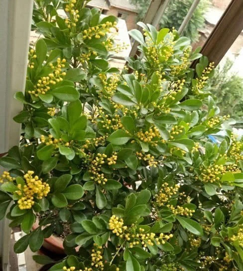 米兰米兰|对身体很好的3种花,香气四溢,有益身心,摆放家中好看又好养