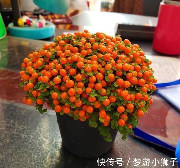 5种漂亮盆景,长出满枝红果果,养在家里上档次,越养越值钱