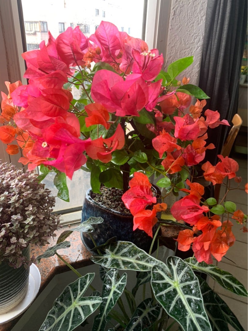 土壤|这3样堪称花界劳模,好活、花量大,一开花就停不下来