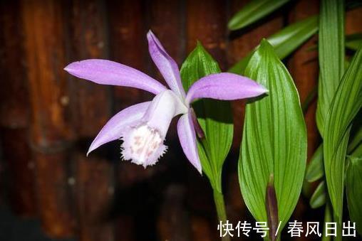 根系|前人传下来的养兰“8字经”，是对养好兰花的经验和总结，赶紧学