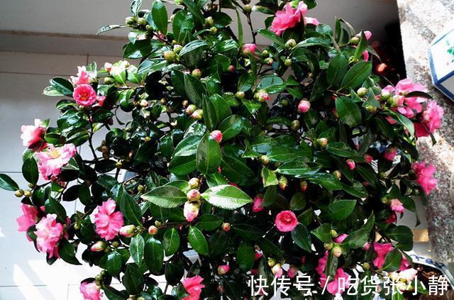 5种漂亮花，天冷多晒晒，越晒长得越健壮，花开得又多又大