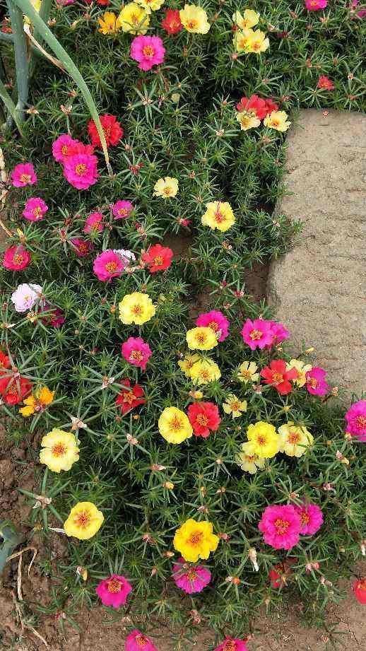 4种花特容易爆崽,呼呼长出一圈小芽,摁都摁不住