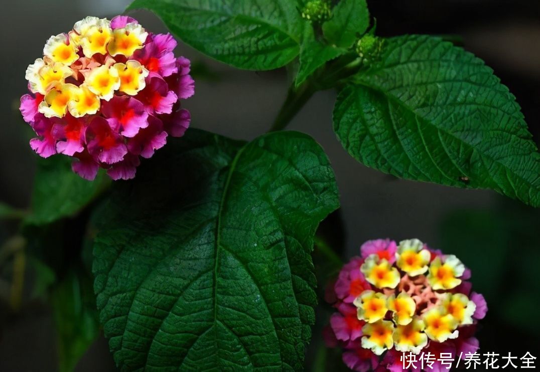  这4种花颜值虽然高，但是味道却很“臭”，真是让人又爱又恨