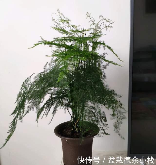 盆栽文竹容易焦叶枯萎,从4点入手,避免就能养“繁茂”