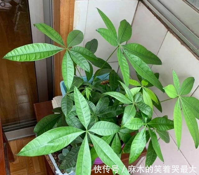 公认难养的6种花,新手慎买,养不活还浪费钱!