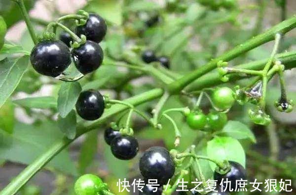 农民|本草纲目 农民把它当成草,殊不知“龙葵”的药用价值非常高