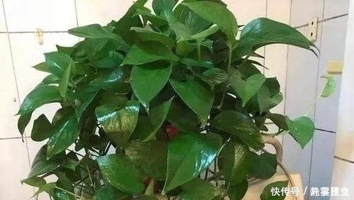 养花土里掺点它,盆土疏松肥沃,不黄叶不烂根,啥花都喜欢!