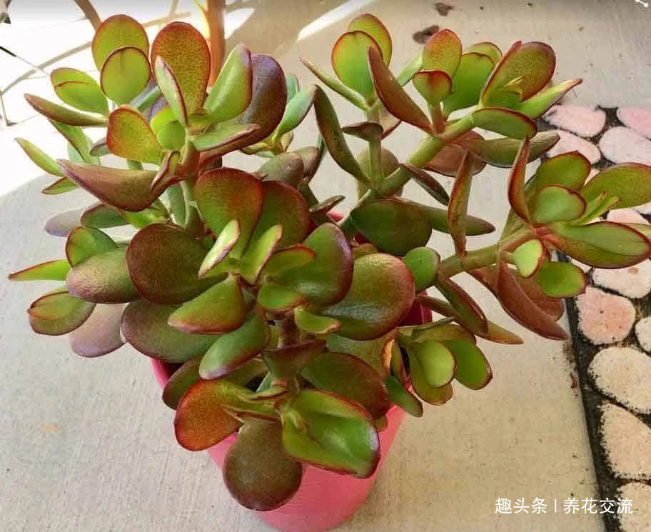 是玉树，还是燕子掌别被骗了，叶子变红色可能是这些原因引起的