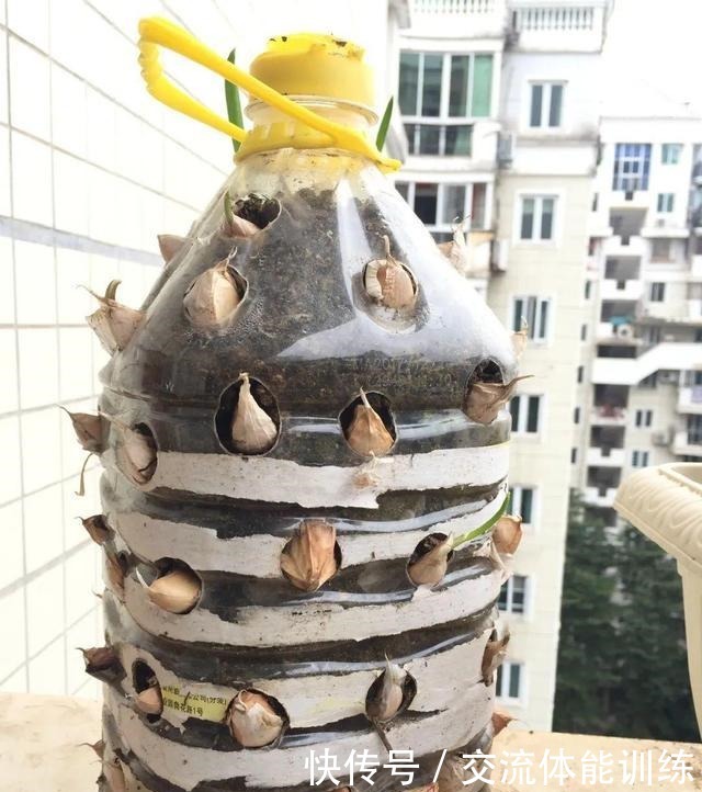 把菜种自家墙上,多得吃不完,太震撼!