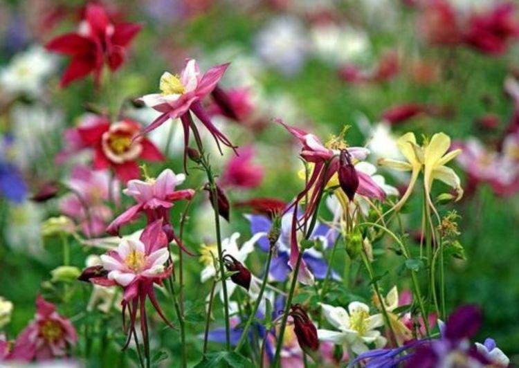 家养这些植物，阳台开出花海，花开媲美玫瑰，花朵姿态万千，美