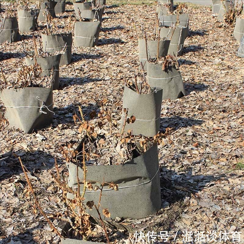 6种“硬气花”，冬天赶紧“扔出去”，冻一冻才壮，开花更劲爆