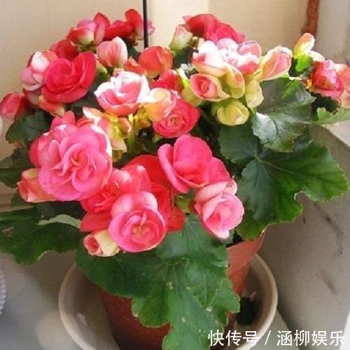 四季海棠养一盆,最擅长开花,注意这几点,开花不间断