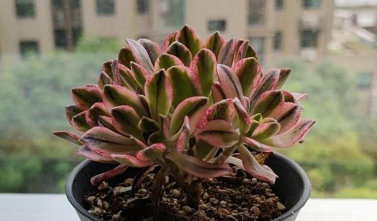 长势|多肉法师别光养黑法师,试试甜茶多肉,长势旺出锦美,后悔晚知道