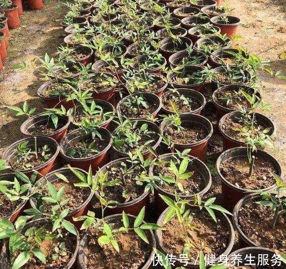 养花,就养“3盆花”,花量特别大,一棵繁殖多棵,人见人爱!