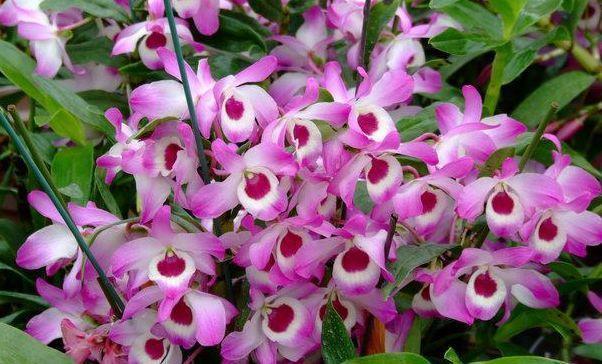 花瓣|9月3日-9月19日，庭院选这几款花，花朵大花期长，花开美艳绝伦