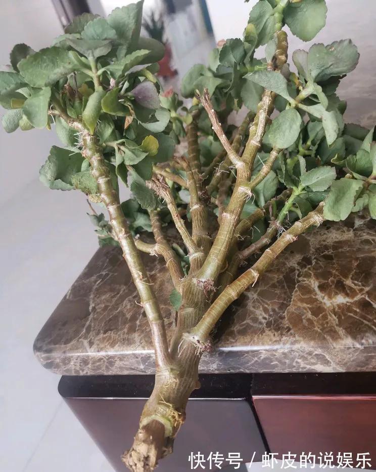 冬天养7种花,“干养”才能活,多灌一杯水,枯萎死翘翘