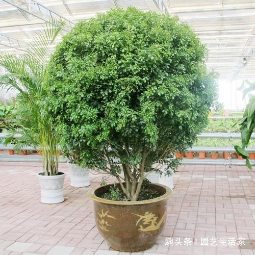 现在就种这三种树,碰土就活,年前长成小盆景!