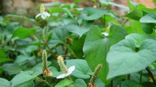 黑木耳|妇科炎症别担心,常吃这几种食物,帮你杀菌消炎,做健康女人