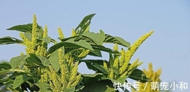 小时候经常见的17种植物,很熟悉却叫不上名字,现在终于知道了