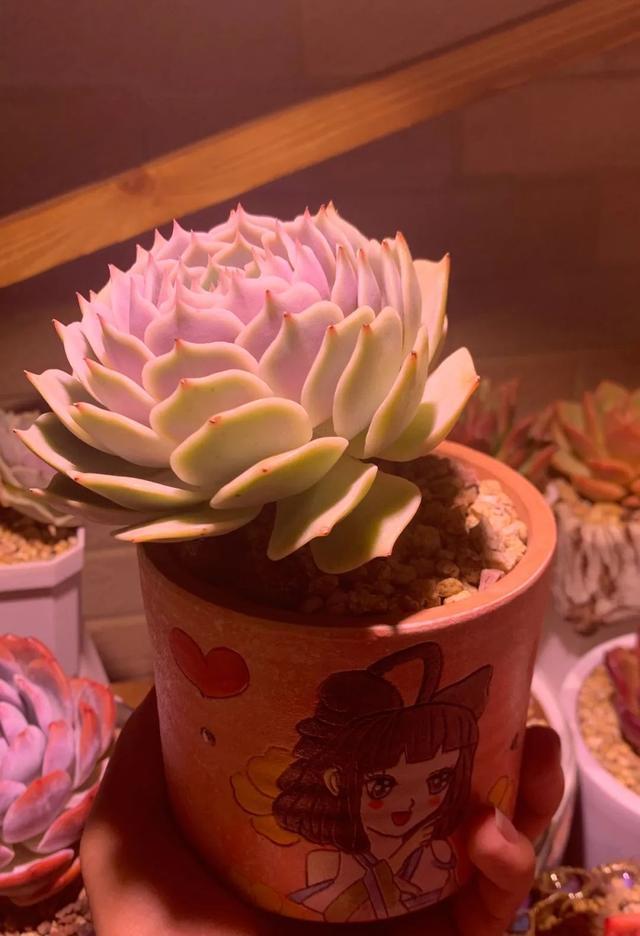 所爱隔山海,山海皆可平!多肉不只露养好看,灯光下的多肉也精彩