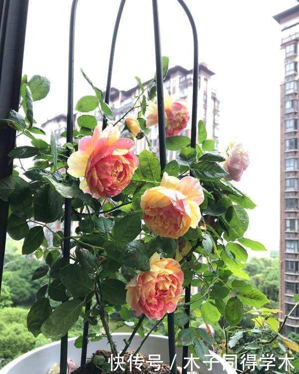 几款漂亮花,好打理,易爆盆,阵阵花香,花朵大