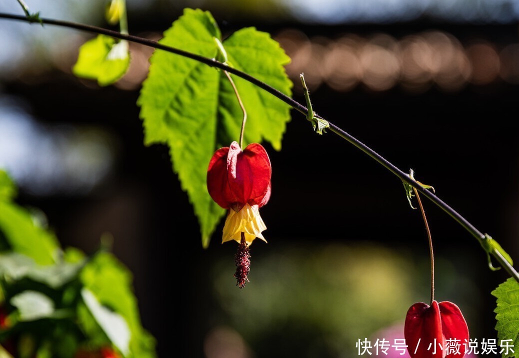 铁线莲|阳台别摆盆盆罐罐了,5种花草养一棵就能开满阳台,很省空间