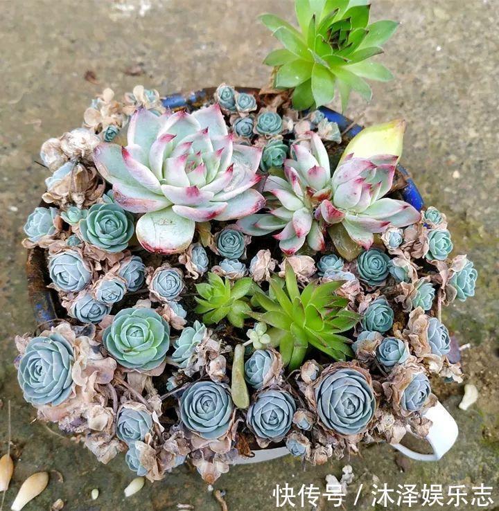 农村爷爷养多肉，破缸、破鞋里都塞满，照样养的肥嘟嘟！