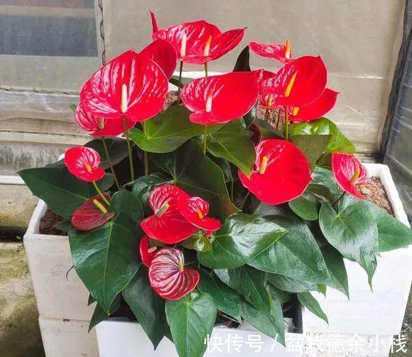 漂亮花|6种“漂亮花”，天天被人爱，家里养一盆，365天轮流开