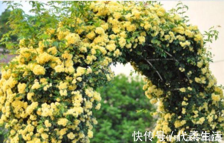 4种花养家里,福旺运旺财更旺,来年花开满园,香飘10层楼