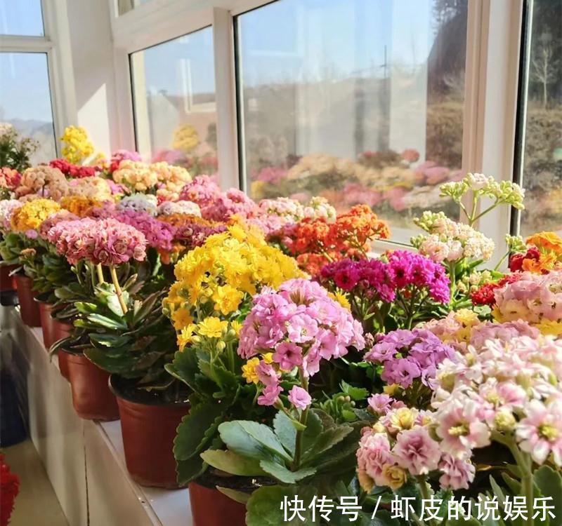 寿命长的“3种花”,最喜欢用小盆栽种,盆越“小”长得越好