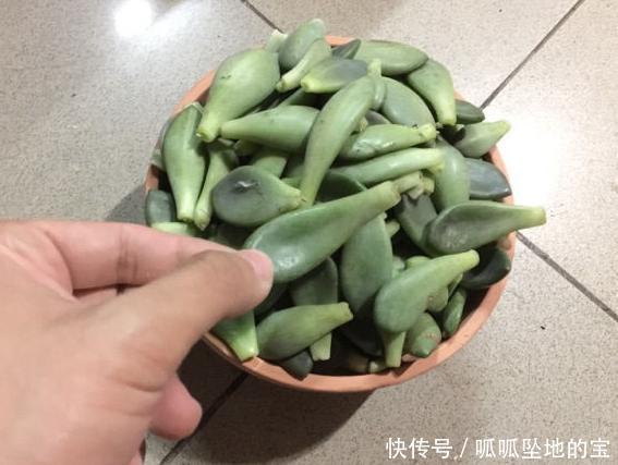 要提前准备|不要说冬美人爆盆难,叶插一年的冬美人,换盆后也能达到爆盆效果