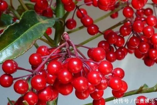1种花，名字叫“黄金万两”，养一盆在家，寓意真好