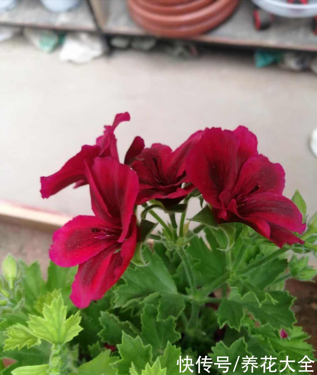  这4种花颜值虽然高，但是味道却很“臭”，真是让人又爱又恨