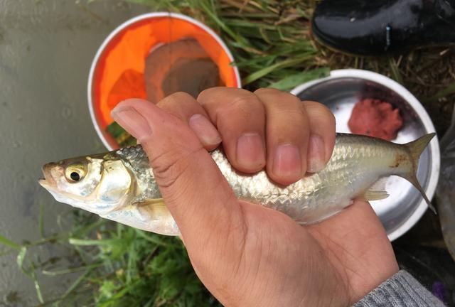 黑鱼|童年回忆杀中的10类鱼,你钓过几种?这3种鱼真的是遗憾!