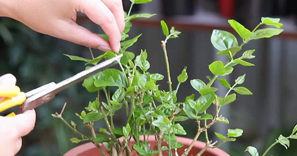 马虎|养花想要株型美,“修剪打顶”不能马虎,剪一枝,爆一枝