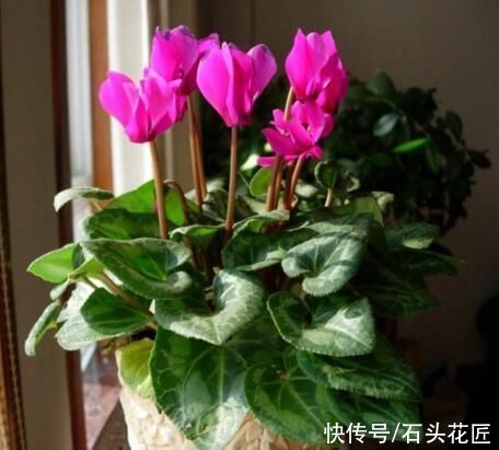 冬天养仙客来，容易遇到“3个问题”，用1分钟就能解决